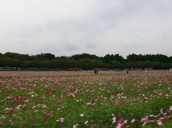 CIMG7951.JPG